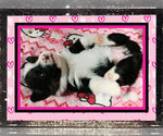 Small Photo #13 Pembroke Welsh Corgi Puppy For Sale in LOGAN, NM, USA