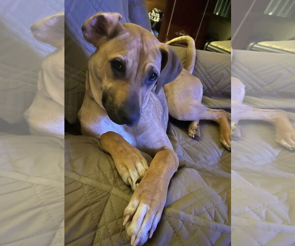 Medium Photo #6 Black Mouth Cur Puppy For Sale in Lexington, SC, USA