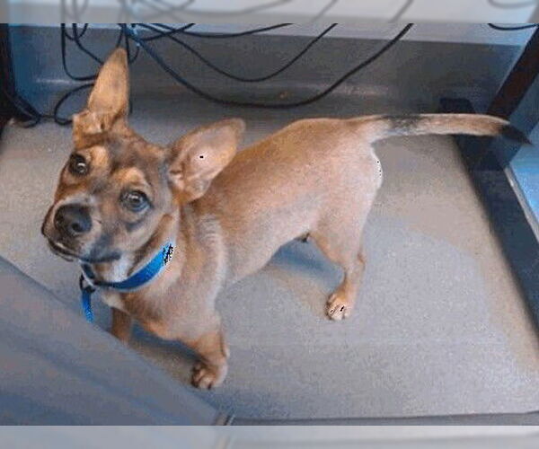 Medium Photo #1 Basenji Puppy For Sale in Redwood City, CA, USA
