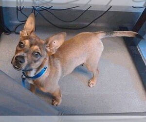 Basenji Dogs for adoption in Redwood City, CA, USA