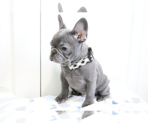French Bulldog Puppy for sale in SEATTLE, WA, USA