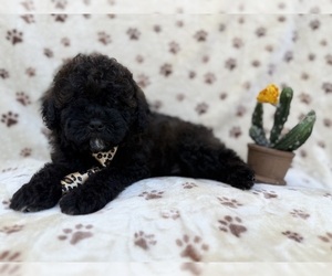 Shih-Poo Puppy for sale in LAKELAND, FL, USA