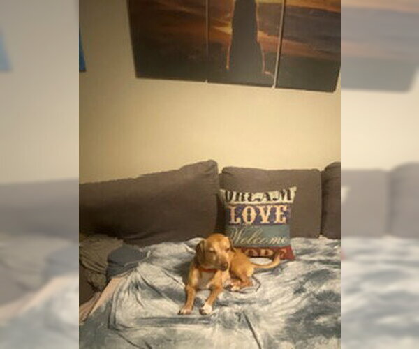 Medium Photo #12 Chiweenie Puppy For Sale in Tampa, FL, USA