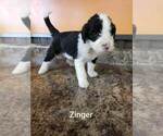 Small Photo #1 Sheepadoodle Puppy For Sale in HALLOCK, MN, USA