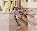 Small #1 American Pit Bull Terrier-American Staffordshire Terrier Mix