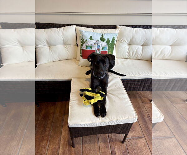 Medium Photo #3 Labrador Retriever-Unknown Mix Puppy For Sale in Virginia Beach, VA, USA