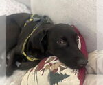 Small #4 Labrador Retriever