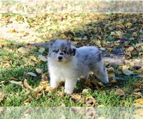 Medium Photo #2 Australian Shepherd Puppy For Sale in ACTON, CA, USA