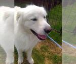 Small #4 Great Pyrenees