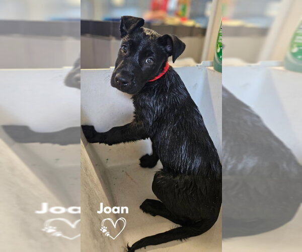 Medium Photo #1 American Pit Bull Terrier-German Shepherd Dog Mix Puppy For Sale in Monte Vista, CO, USA
