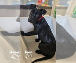 Small American Pit Bull Terrier-German Shepherd Dog Mix