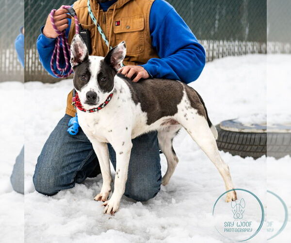 Medium Photo #9 Labrador Retriever-Unknown Mix Puppy For Sale in Brewster, NY, USA