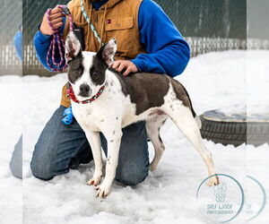 Miss Misty - Female Labrador Retriever-Unknown Mix Dog for Adoption - Photo #9