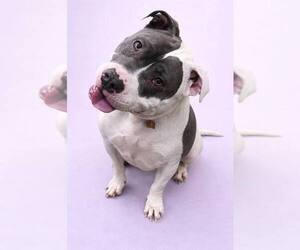 Mutt Dogs for adoption in Rockville, MD, USA