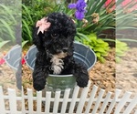 Small #2 Poodle (Toy)