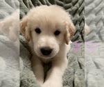 Puppy 5 Goldendoodle-Great Pyrenees Mix