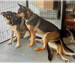 Small #5 Gerberian Shepsky