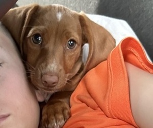 Dachshund Puppy for Sale in EASTVALE, California USA