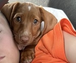 Small Photo #1 Dachshund Puppy For Sale in EASTVALE, CA, USA