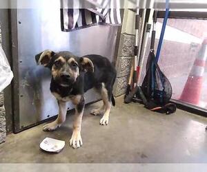 German Shepherd Dog-Unknown Mix Dogs for adoption in Tulsa, OK, USA