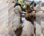Small Photo #14 Poodle (Standard) Puppy For Sale in AIKEN, SC, USA