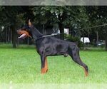 Small Photo #13 Doberman Pinscher Puppy For Sale in PORTLAND, OR, USA