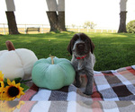Small #6 Wirehaired Pointing Griffon