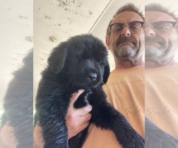 Medium Photo #7 Newfoundland Puppy For Sale in ORLEANS, IN, USA