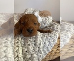 Small #10 Goldendoodle