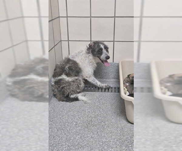 Medium Photo #1 Cairn Terrier-Unknown Mix Puppy For Sale in Pasadena, TX, USA