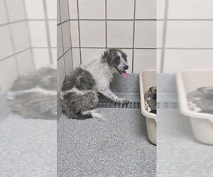 Cairn Terrier-Unknown Mix Dogs for adoption in Pasadena, TX, USA