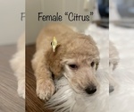 Small Photo #12 Goldendoodle Puppy For Sale in KEIZER, OR, USA