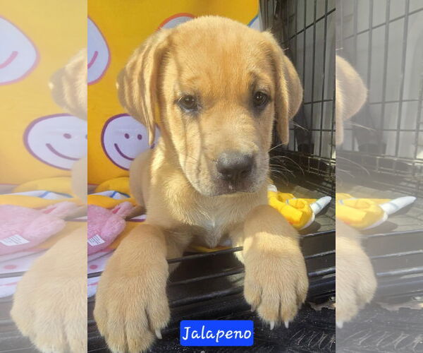 Medium Photo #5 Catahoula Leopard Dog-Labrador Retriever Mix Puppy For Sale in Alexander, AR, USA