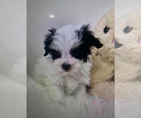 Medium Photo #11 Yorkshire Terrier Puppy For Sale in DALLAS, TX, USA