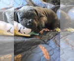 Small Photo #29 Cane Corso Puppy For Sale in HENRY, VA, USA