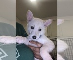 Small Photo #6 German Shepherd Dog Puppy For Sale in RICHMOND, VA, USA