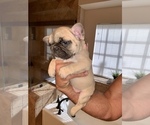Small Photo #2 French Bulldog Puppy For Sale in MESQUITE, TX, USA