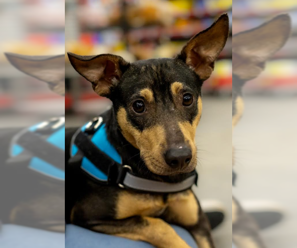 Medium Photo #1 Chihuahua-Unknown Mix Puppy For Sale in Cranston, RI, USA