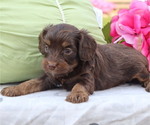 Small #3 Cavapoo