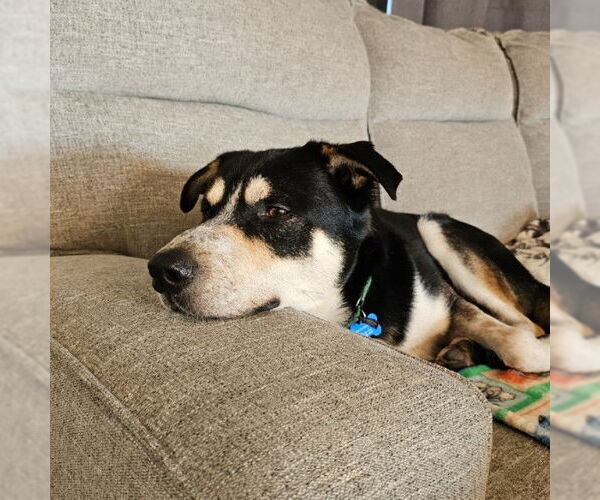 Medium Photo #8 Mutt Puppy For Sale in Fargo, ND, USA