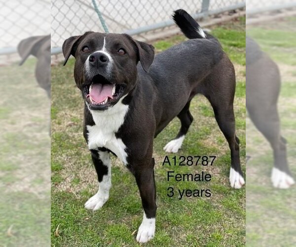 Medium Photo #1 American Pit Bull Terrier Puppy For Sale in Calgary, Alberta, Canada