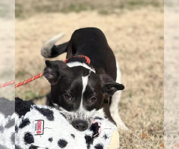 Medium Photo #3 Labrador Retriever-Unknown Mix Puppy For Sale in Yardley, PA, USA