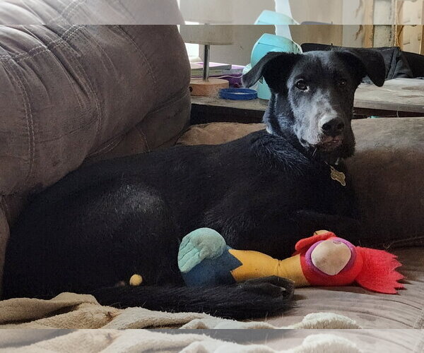 Medium Photo #3 Labrador Retriever-Unknown Mix Puppy For Sale in Sandy, UT, USA