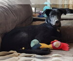 Small #2 Labrador Retriever Mix