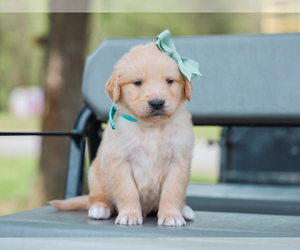 Golden Retriever Puppy for sale in LIBERTY, KY, USA