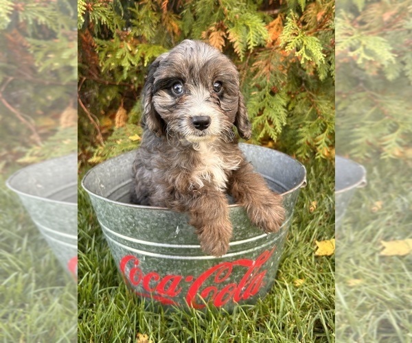 Medium Photo #1 Cavapoo Puppy For Sale in MIDDLEBURY, IN, USA