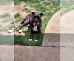 Small Photo #25 American Staffordshire Terrier-Unknown Mix Puppy For Sale in Rosenberg, TX, USA