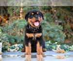Puppy Kenzie Rottweiler