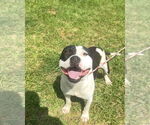 Small #2 American Staffordshire Terrier Mix