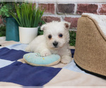 Small #8 West Highland White Terrier